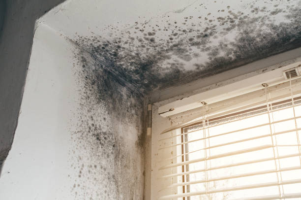 Affordable Mold Inspection And Testing solutions in Pompton Lakes, NJ